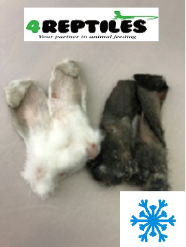 Gefrorene Hasenohren