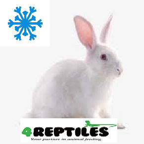 Króliki  [0,5 kg - 1kg] [mrożone]  -  1 szt.