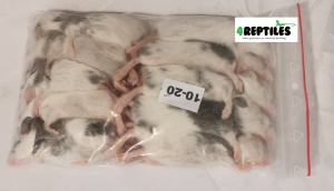 Mastomys (Mastomysz) mrożona 10/20g