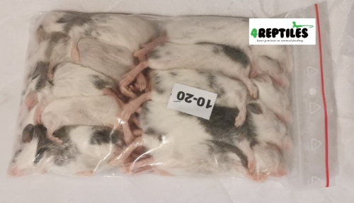 Mastomys (Mastomysz) mrożona 10/20g