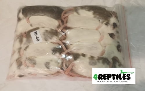 Mastomys (Mastomysz) mrożona 30/40g