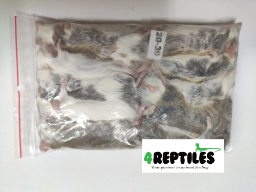 Mastomys (Mastomysz) mrożona 20/30g