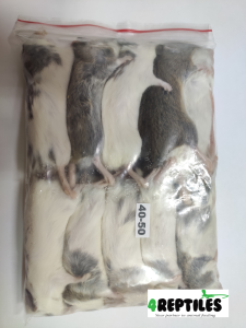 Mastomys (Mastomysz) mrożona 40/50g