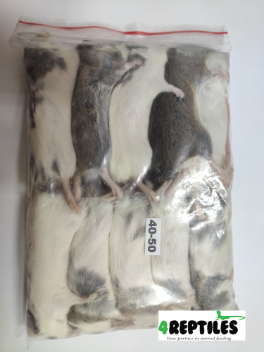 Mastomys (Mastomysz) mrożona 40/50g