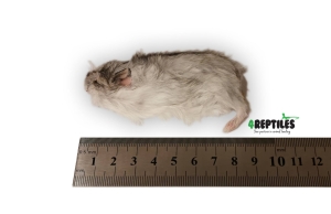 PAKIET  10 szt.  Chomik dżungarski  30/40g mrożony 