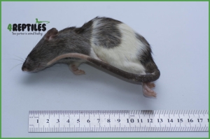 Szczury mrożone [120/140g]  