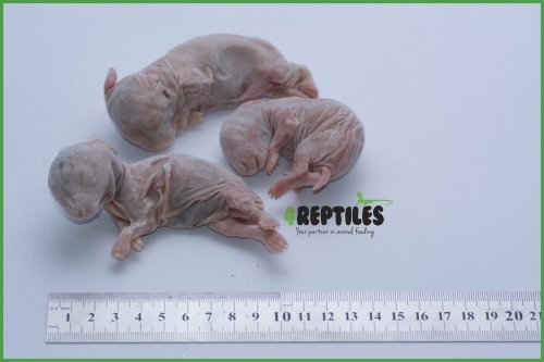 Oseski królicze mrożone 20/30g