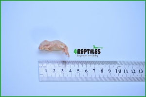 PAKIET Myszy mrożone oseski [3/4g]  25szt