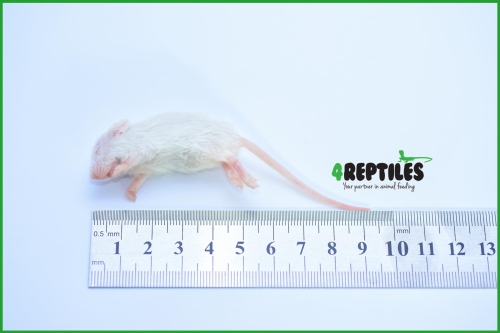 Myszy mrożone [7/10g] - 25szt