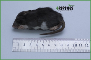 Pakiet 100 szt.  Szczury mrożone [20/30g]