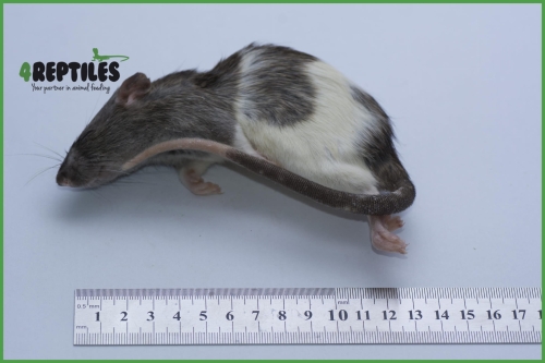 PAKIET 25szt.  Szczury mrożone [120/140g]