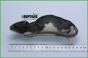 Pakiet 25 szt. Szczury mrożone [170/200g] 