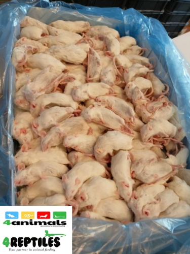 Mysz mrożona 6 kg - luz paczka 26/30g  (97,90zł za 1 kg)