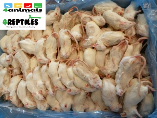 Mysz mrożona 6 kg - luz paczka 30g+  (95 zł za 1 kg)