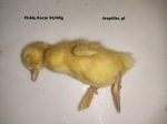 Pisklę Kacze   50/60gr  mrożone