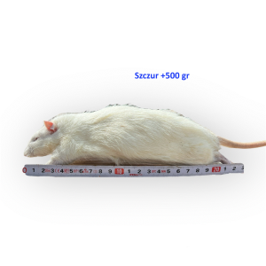 Szczur mrożony [500g+]