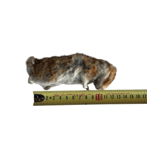 Chomik Syryjski 100/150g