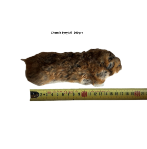 Chomik Syryjski   200g+