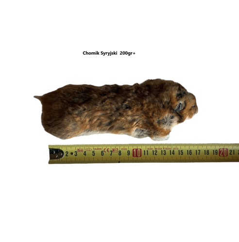 Chomik Syryjski   200g+
