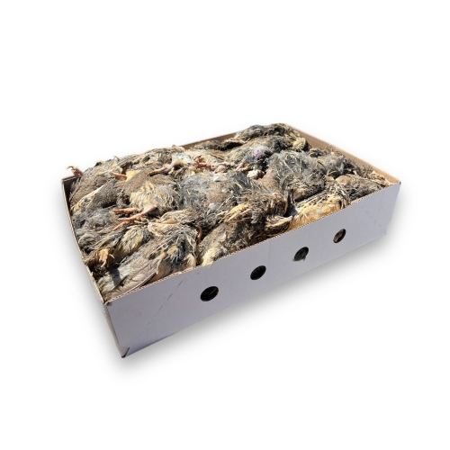 Pakiet 10 kg Przepiórka 130/200g  [mrożona] 