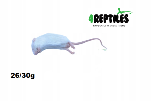 PAKIET 1000 SZTUK Myszy mrożone 26/30g