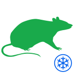 Gefrorene Ratte [500g+]  (1)
