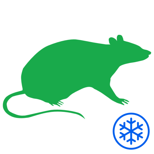 Gefrorene Ratte [500g+]  (1)