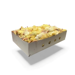 Pisklęta Kacze  20 kg -  mrożone