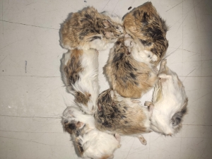 Chomik Roborowskiego  20/30g mrożony