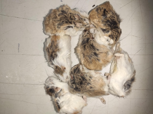 Chomik Roborowskiego  20/30g mrożony