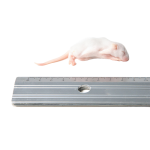 Myszy mrożone 4reptiles 5/6g