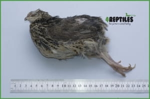 PAKIET 100 SZTUK Przepiórka 130/200g [ mrożona]