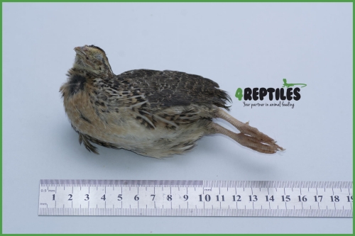 Gefrorene Wachtel 50/100g