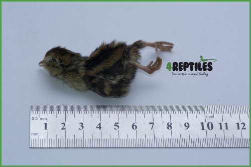 Przepiórka 1-dniowa   [mrożona]