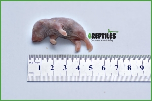 Szczury mrożone oseski / noworodki [5/10g]