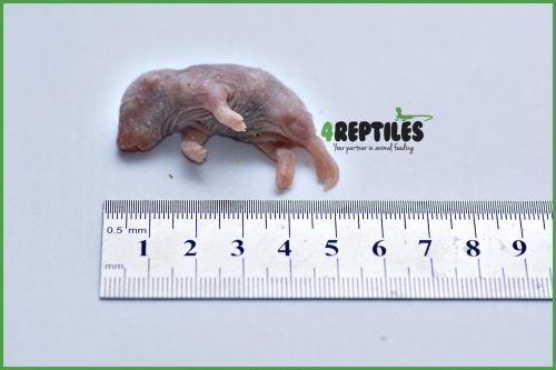 Szczury mrożone oseski / noworodki [5/10g]