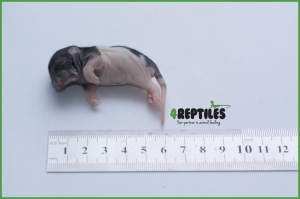 Szczury mrożone [15/20g]