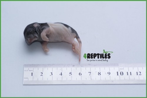 Szczury mrożone [15/20g]