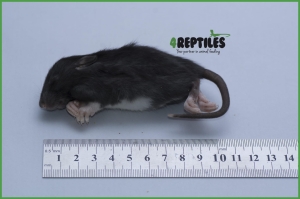 Szczury mrożone [30/40g]