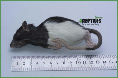 Szczury mrożone [50/70g]