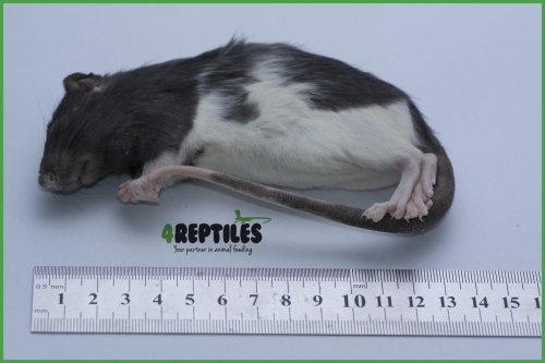 Szczury mrożone [70/90g]