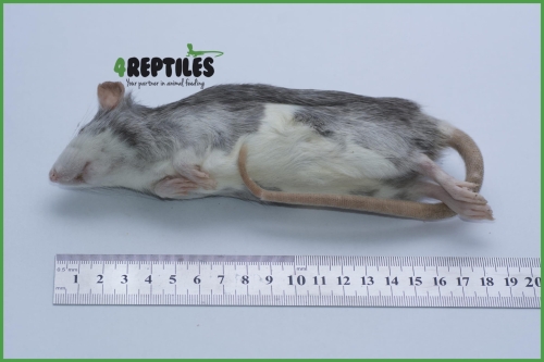 Szczury mrożone [140/170g]