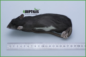 Szczury mrożone [200/250g]