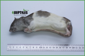 Szczury mrożone [250/300g]