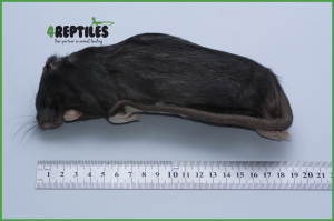 Szczury mrożone [300/350g]