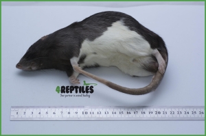 Szczury mrożone [350/400g]