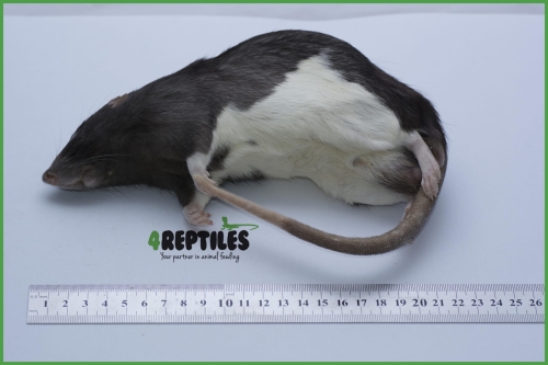 Szczury mrożone [350/400g]