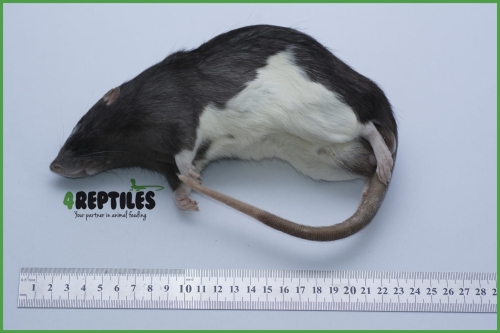 Szczury mrożone [400/500g]