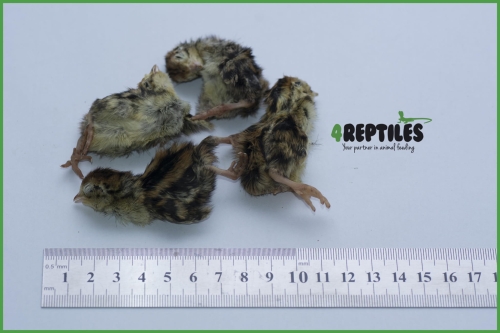 PAKIET 30 SZTUK Przepiórka 1-dniowa [mrożona]