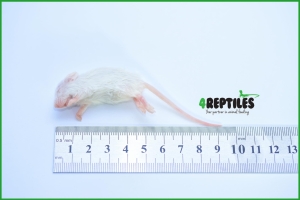 Myszy mrożone [5/6g]